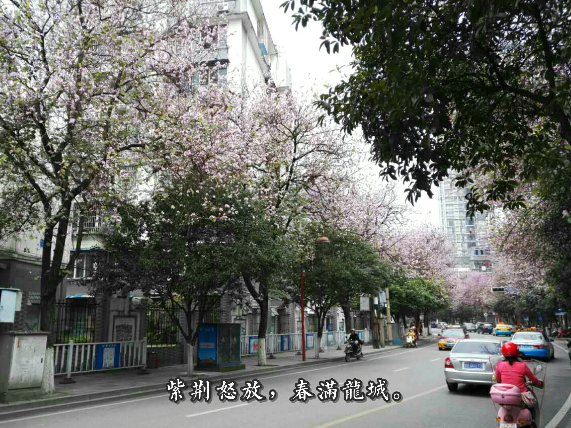 四月,回我大柳州看紫荆花可好?