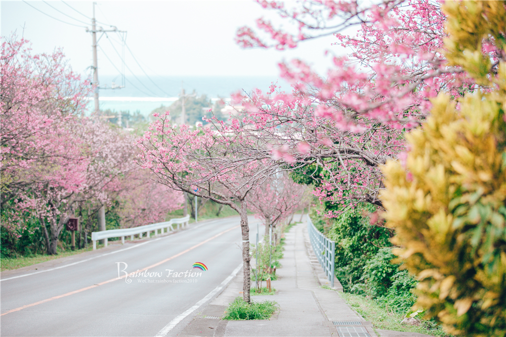 【彩虹帮】日本最美樱花季~小岛冲绳与樱花再