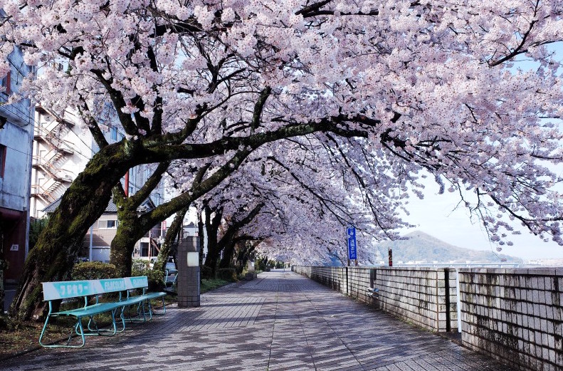 【赏樱之旅】犬山城 木曾川 名古屋城 鹤舞公园 荣商业街,名古屋包车