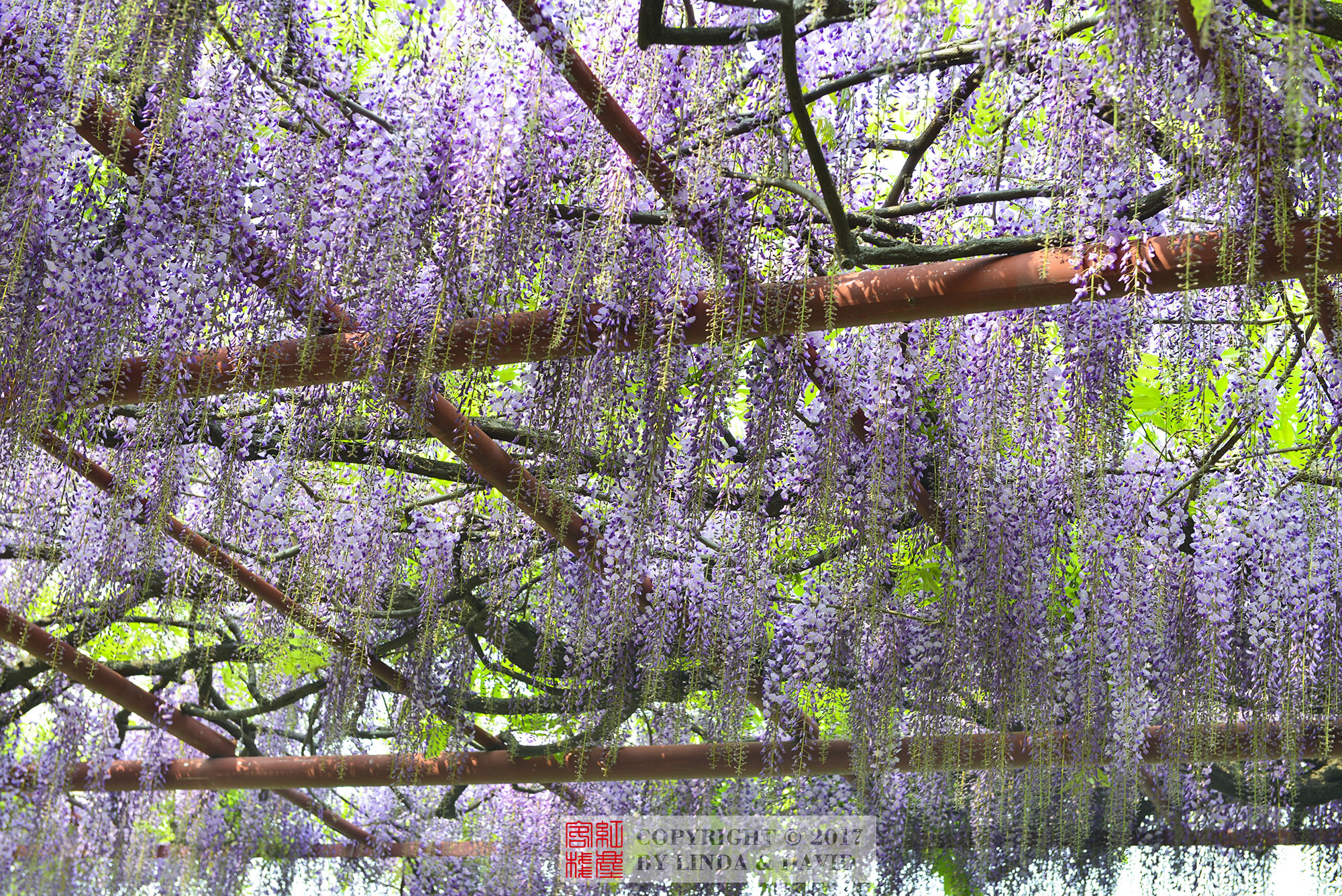 这里所有的紫藤花,都是从日本引种的,品种非常纯正.