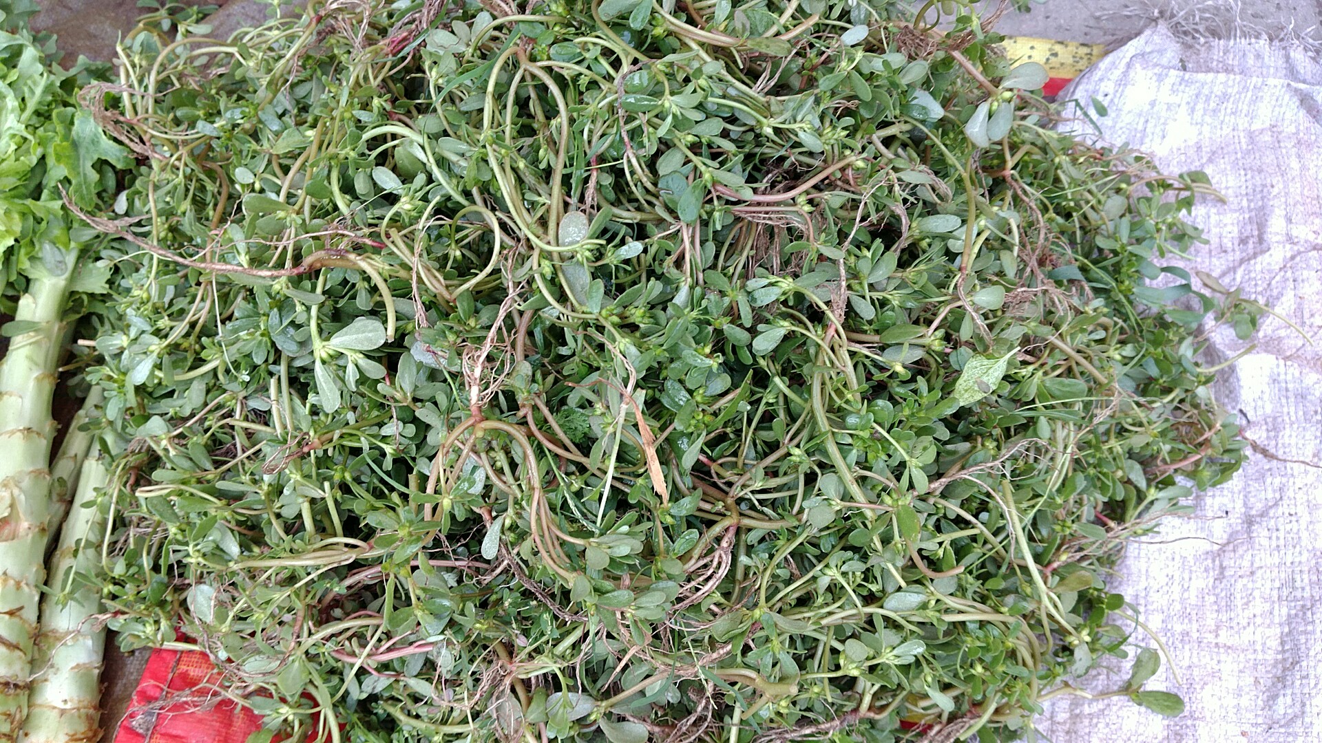 当地特色菜,荆棘菜,入口奇香无比,据说日本料理中放的香料