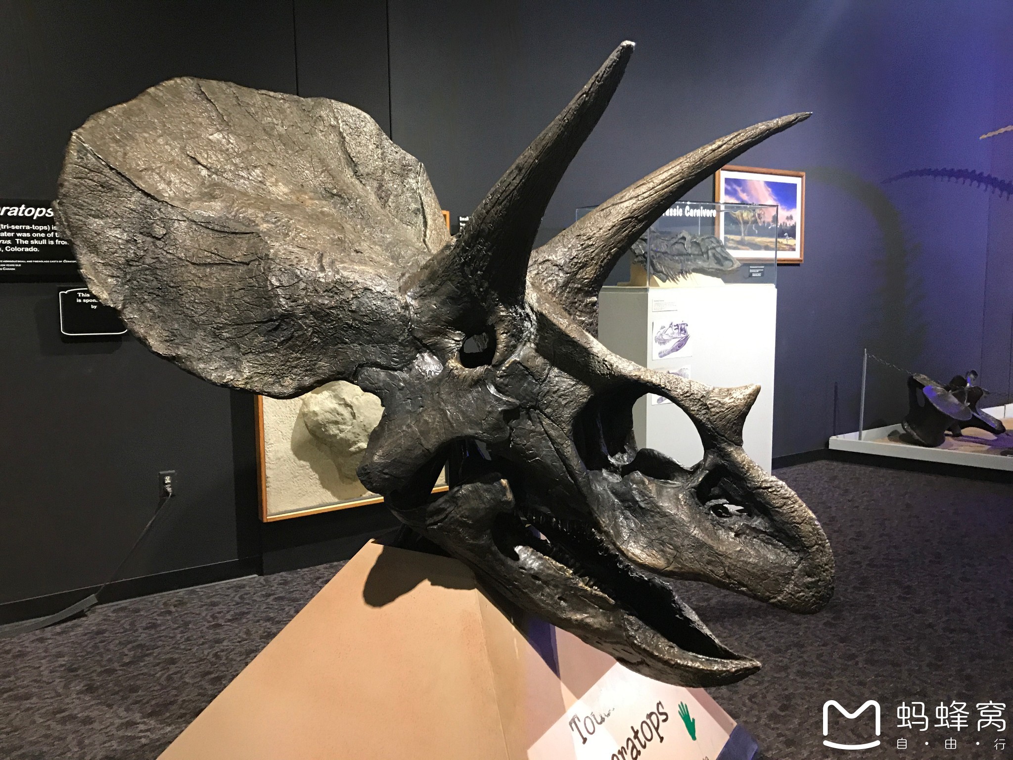 pteranodon 无齿翼龙,tyrannosaurus霸王龙 暴龙,dimetrodon异齿龙