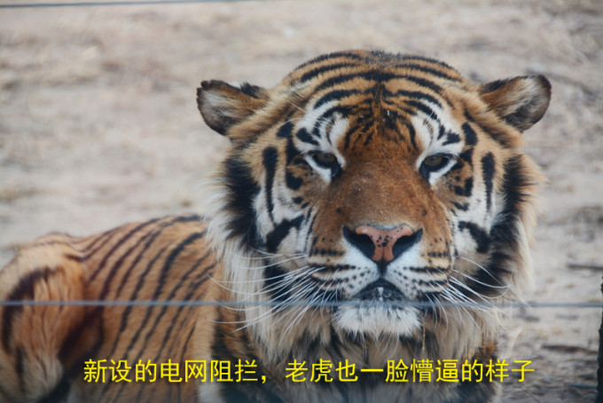 本地土著,我反倒从未进去玩过,总感觉它和八达岭长城这类的景点一样是外地人扎堆之处,避之而不及。。这次进去玩的总体印象,果然不如想象的那么理想,还是蒙外地人的成份大吧。但有一点,这里的老虎确实给人印象深刻!因为它们的确充满野性,我倒是很喜欢这点,他们确实把虎养得不错!尽管历史上这里发生过多次老虎吃人伤人事件(参考新闻: