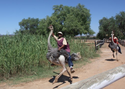 【老廉走世界】南非印象(七)—鸵鸟园(ostrich show ranch)