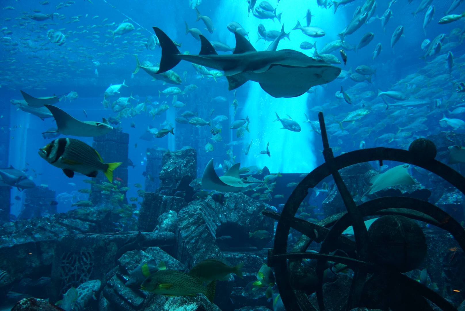 亚特兰蒂斯水族馆-失落的空间   