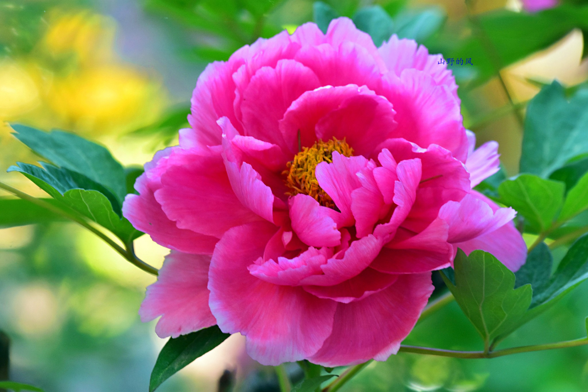 百年松树五月芭蕉猜一成语_芭蕉树图片