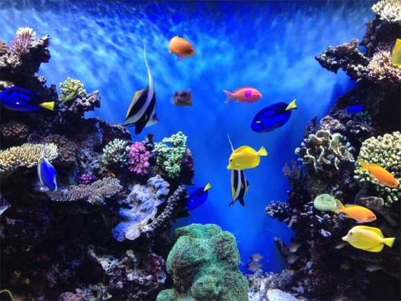 水族馆在许多地方并不鲜见,新加坡和香港就各有一个世界知名的水族馆,泰国在大城府也有一个最大的淡水水族馆。 但芭堤雅“海底世界”是泰国首个海底水族馆,比新加坡圣淘沙水族馆的水容量还大。 泰国芭堤雅海底世界海洋馆是亚洲最大和最现代化的海洋馆,历时近一年半、耗资二亿七千五百万泰铢打造,面积达四千二百平方米。 一条堪称亚洲最长和最为艺术化的海底人行隧道,引导游客在四米深的海底进行令人着迷的旅行,观赏在身边和头顶翔游的海星、蟹、竹鲨、海马等二千多只海洋动物。 主题公园总占地面积 1.