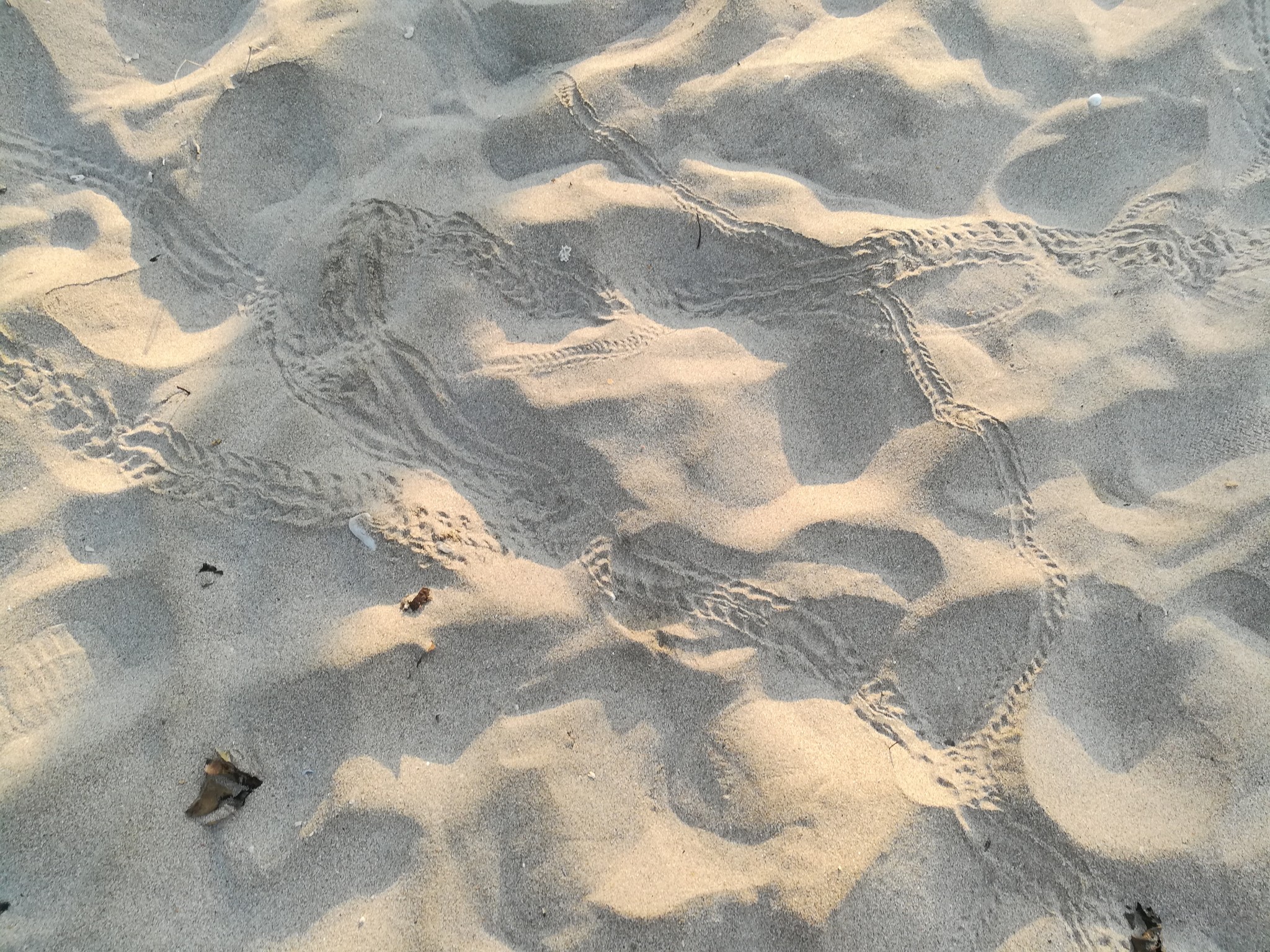 清晨海滩上螃蟹的脚印