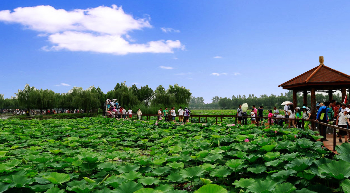 是"河北省名,特,优荷花繁育示范基地","省级湿地自然保护区野生动植物