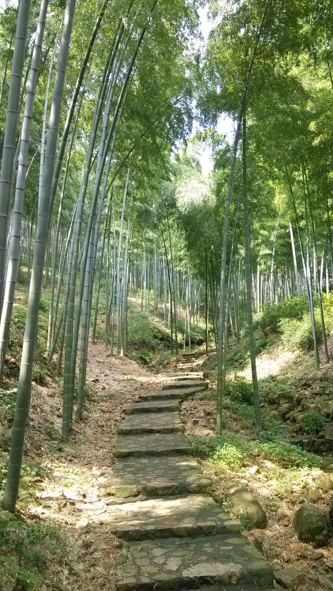 宜兴竹海风景区        