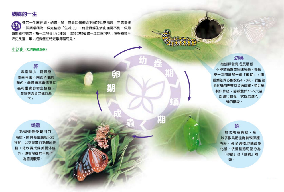 蝴蝶的一生(图片来自网路)自然生态是一是循环从,卵到幼虫到蛹变蝴蝶