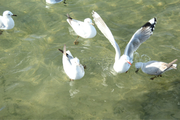 新西兰自由行全攻略