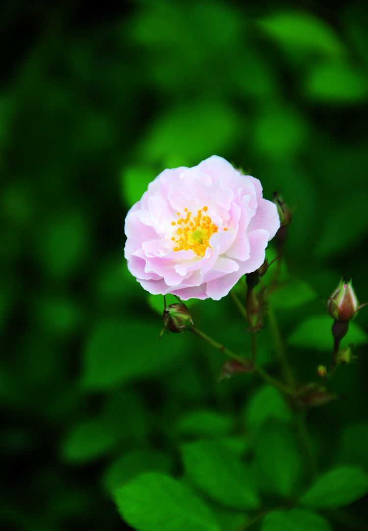 继续上一朵蔷薇花.