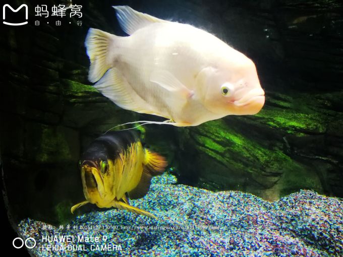 动物园正门(南门)。我们是9:40分到达动物园,票价10元,进入公园后,先到橱窗处取了一份导游图。由于有将近二十年没有来过了,动物园有了很大的变化。现在的动物园分了三个浏览区域,分别是东区、西区、北区。 我们先去了东区的熊猫馆,现在的熊猫馆要买票进入,票价5元,你可以在买门票时买联票,票价14元。熊猫馆现在是重新修建的,包括室内、室外场馆和卖熊猫纪念品的商店。我们见到了五只成年大熊猫,有两只在室外场馆,其中一只懒懒洋洋的爬在架子上晒太阳,而另一只坐在地上不停地吃竹子。动物界和人类一样,有靠脸吃饭的,有靠实