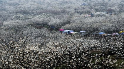 苏州香雪海门票