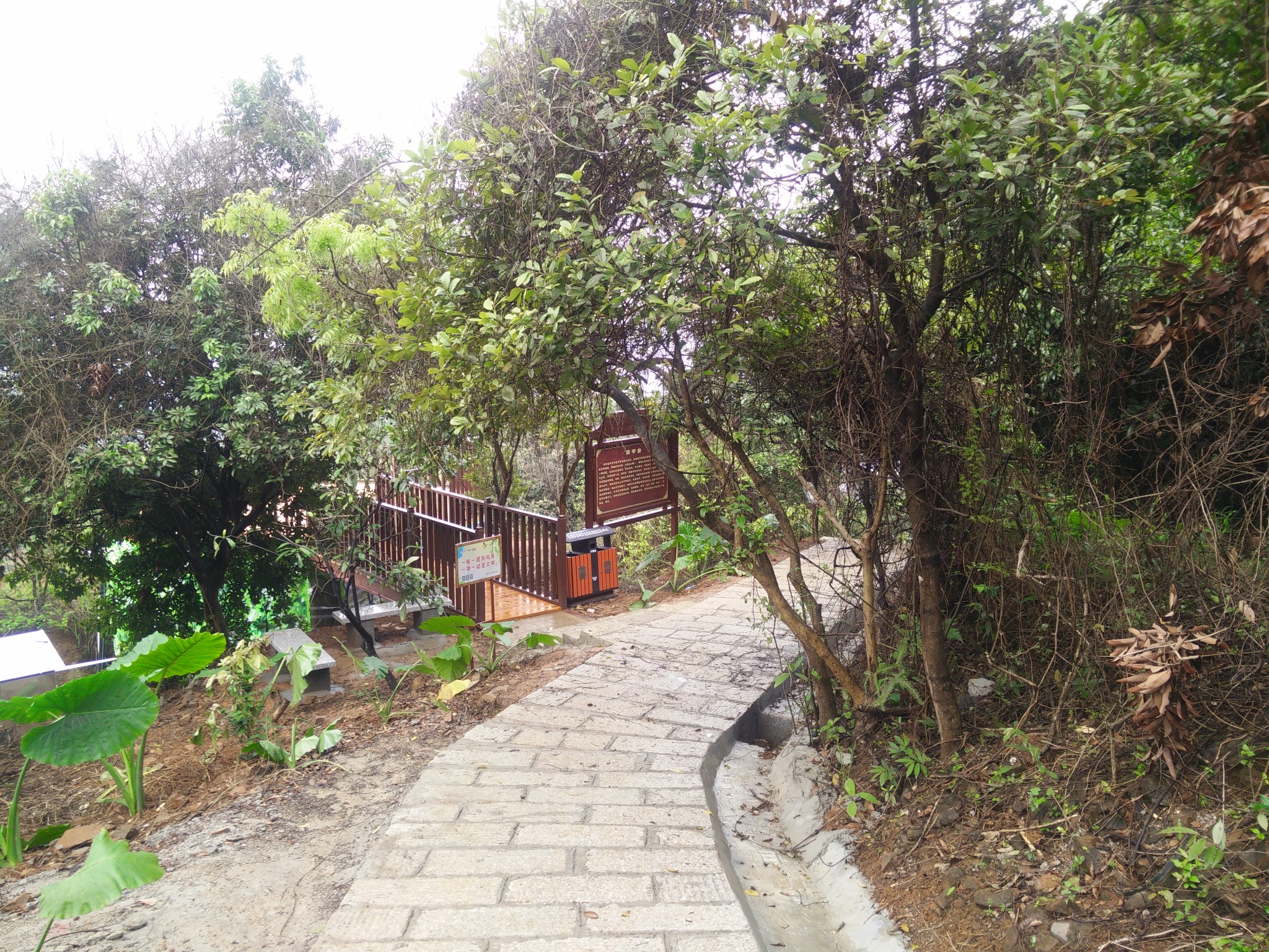 20160321东莞清溪大王山禾雀花,东莞旅游攻略 - 马蜂窝