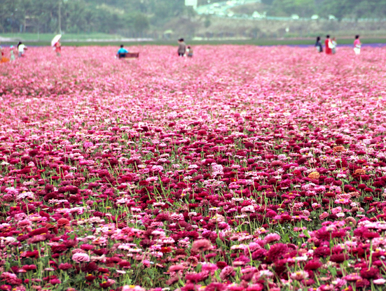 常阴沙花海