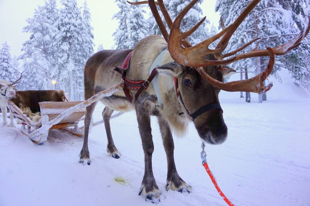 芬兰拉普兰驯鹿拉雪橇哈士奇犬拉雪橇之旅罗瓦涅米出发