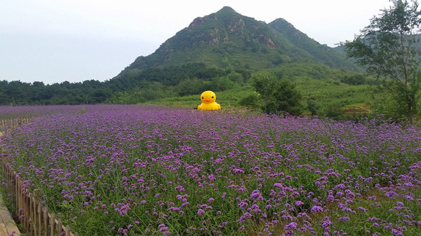 【花卉博览园】北京密云玫瑰情园景区电子票