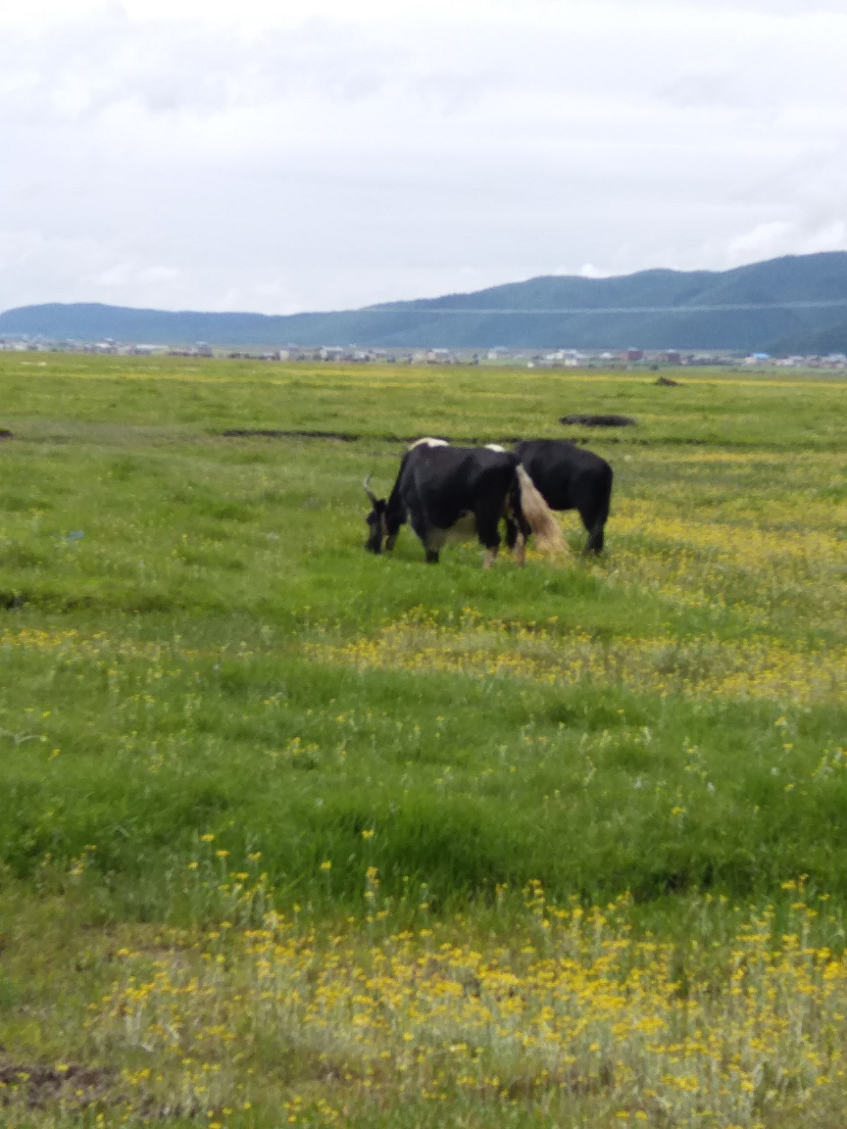 【香格里拉天气】香格里拉天气预报一周,云南