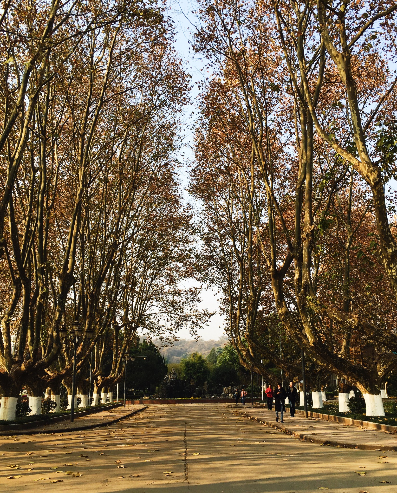 南京农业大学(浦口校区)    