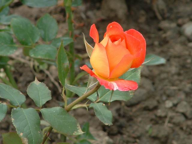 wKgBm04WnxHuZ0dRAAC17sZNKvk19.jpeg?imageView2%2F2%2Fw%2F680%2Fq%2F90%7CimageMogr2%2Fstrip%2Fquality%2F90