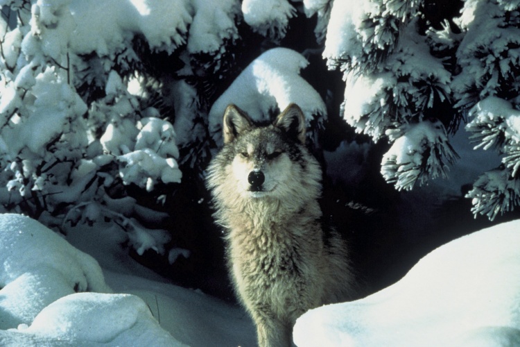 wKgBZ1muN5KAD-3DAAI80eSKFuM97.jpeg?imageView2%2F2%2Fw%2F680%2Fq%2F90