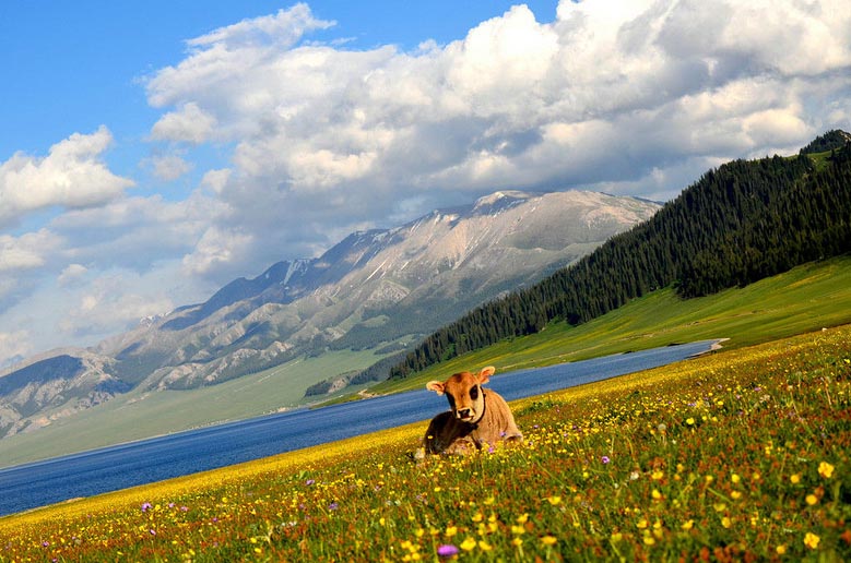 在最好的时间看最美的景——新疆9日深度自驾游
