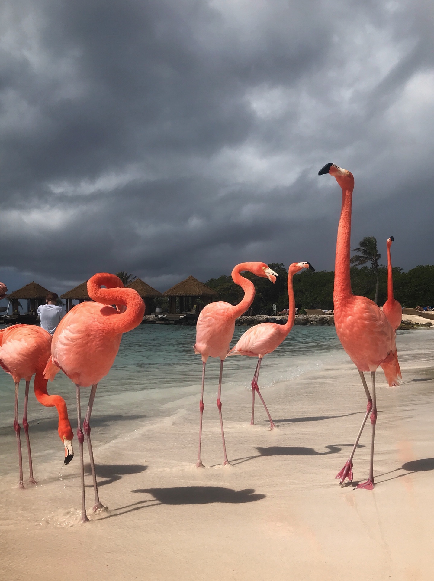 加勒比海阿鲁巴岛火烈鸟之旅