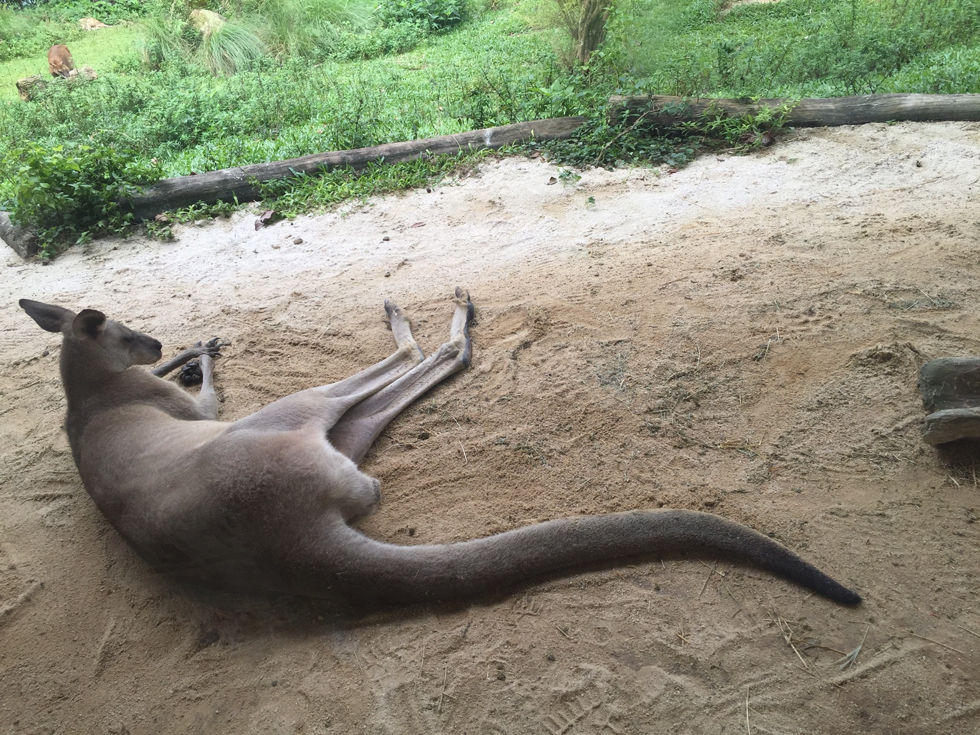 猩猩影院