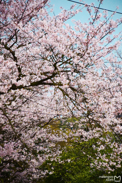 什么时候看樱花最合适 wKgBZ1k6P86Aaxu4ABpaLQLE3kU91.jpeg?imageView2%2F2%2Fw%2F600%2Fh%2F600%2Fq%2F90
