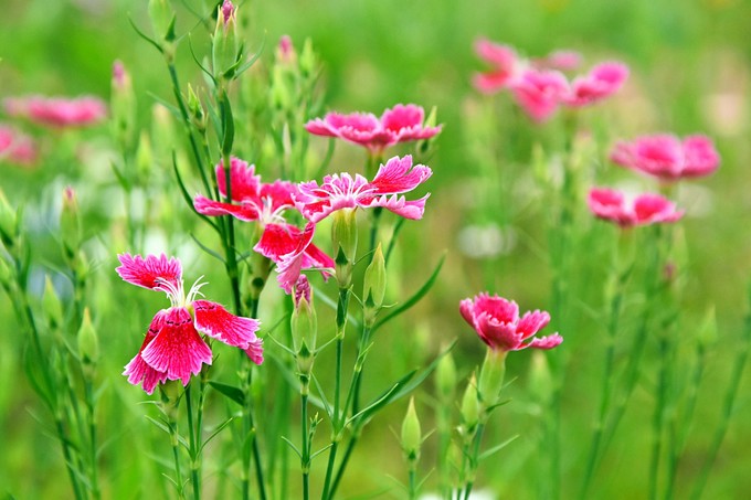 百年松树五月芭蕉猜一成语_芭蕉树图片