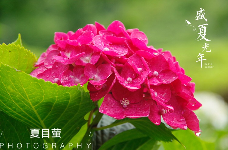 梅雨季花 搜狗图片搜索