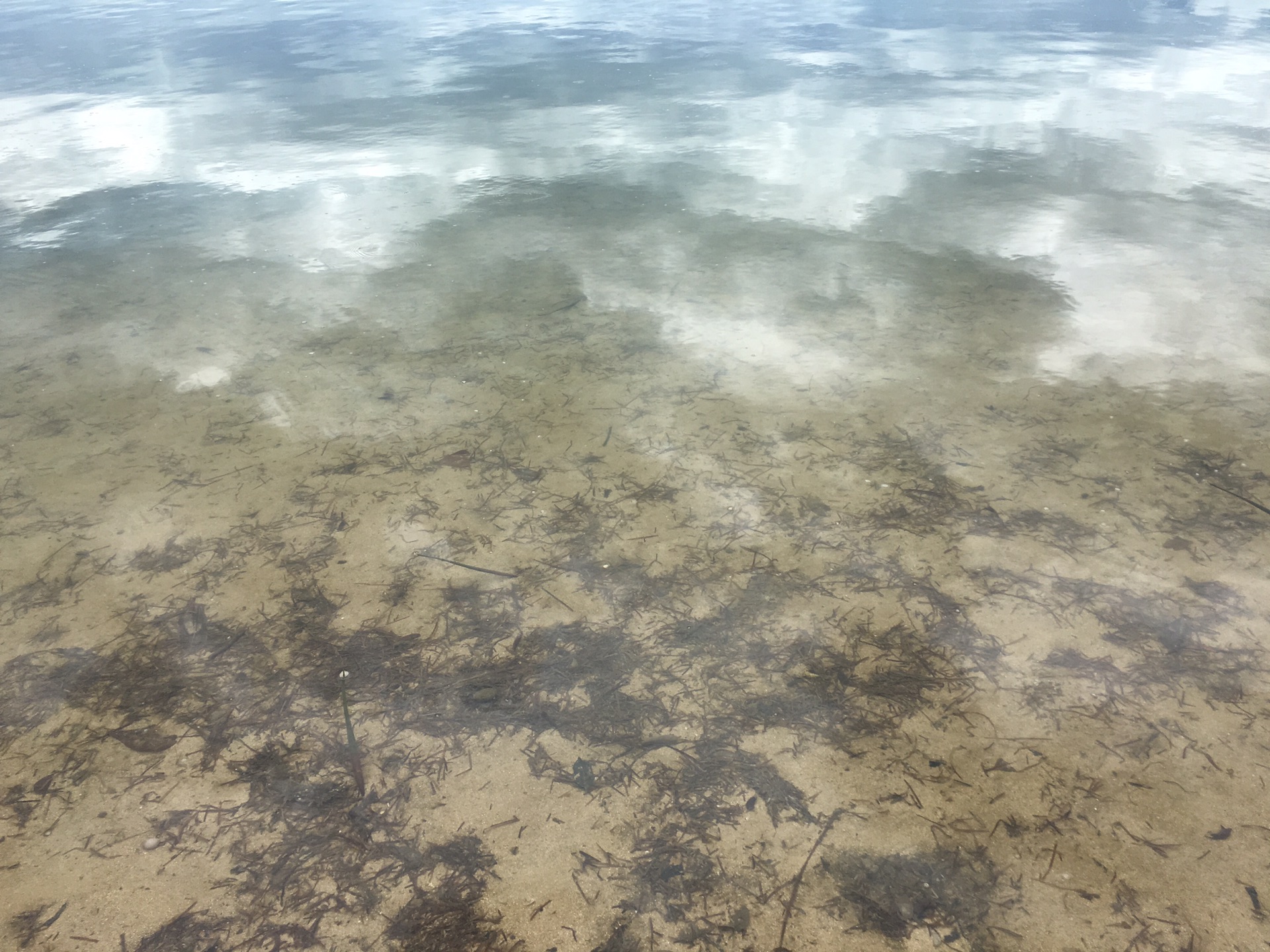 蜘蛛壁虎猜成语_壁虎卡通图片(2)