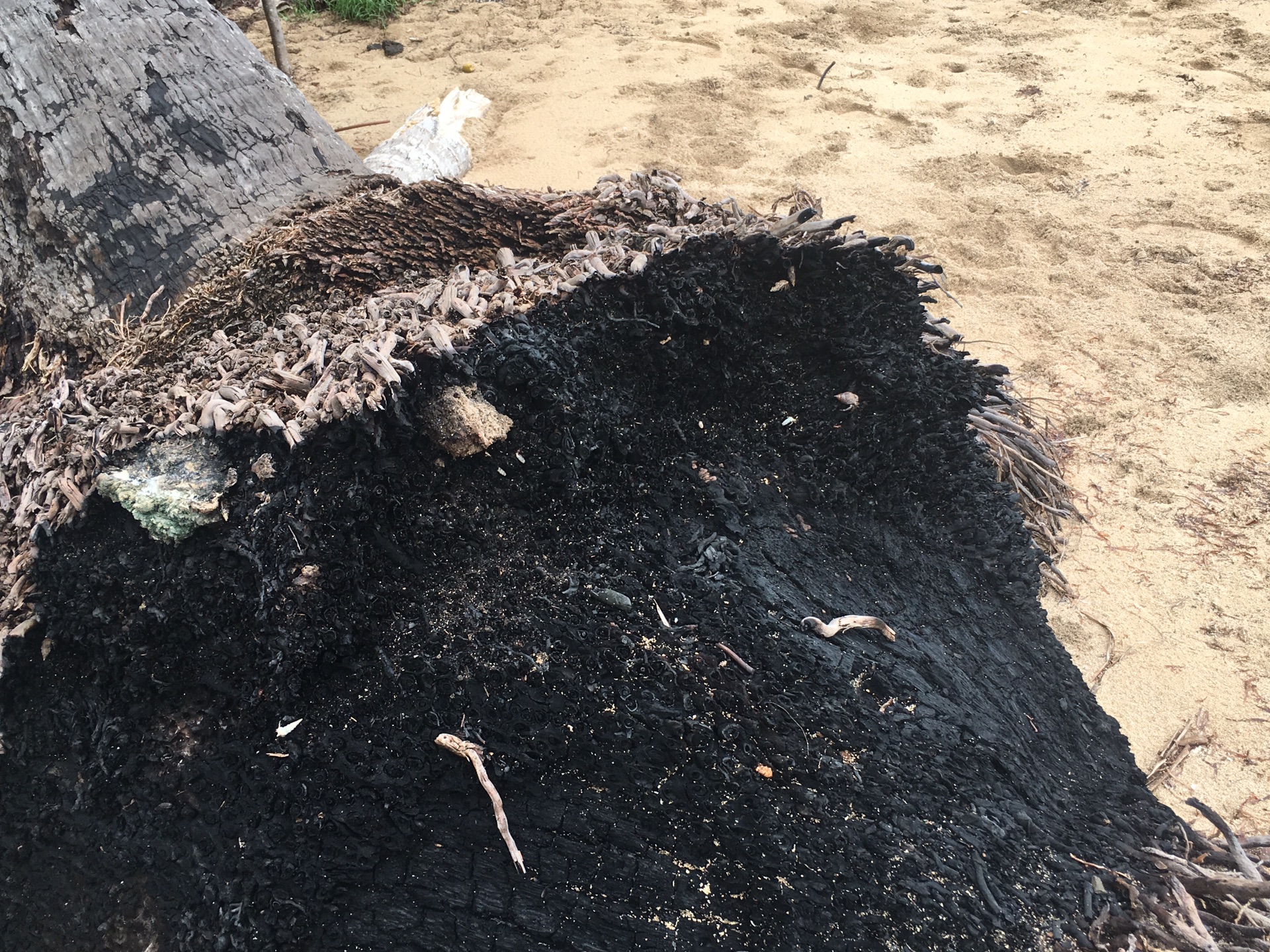 蜘蛛壁虎猜成语_壁虎卡通图片(3)