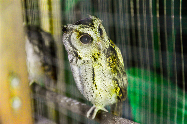 世界上最大的猫头鹰是什么样子的 wKgBZ1m7ju2AeusSAAdLAlzyYlM535.png?imageView2%2F2%2Fw%2F600%2Fh%2F600%2Fq%2F90