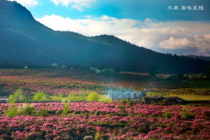 蔷薇花图片真实 wKgBtE-n8o6YxtgoAAOCHd5sXyU55.jpeg?imageView2%2F2%2Fw%2F300%2Fh%2F5000%2Fq%2F90