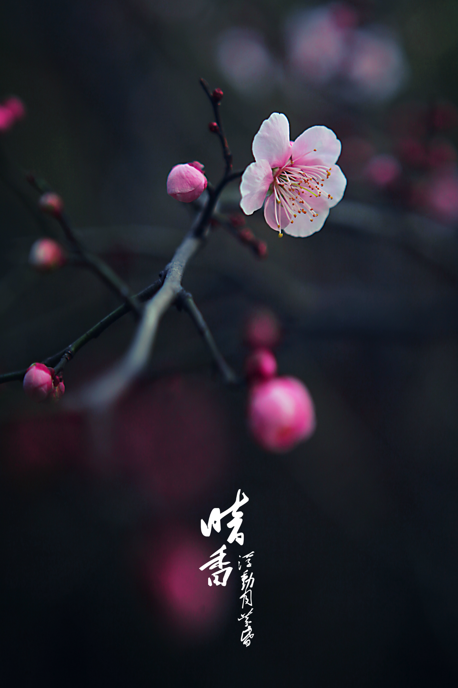 冬梅简谱_冬梅花图片