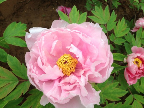牡丹花一元图片 wKgB4lNmDDqAPQtXABvvA-8UND031.jpeg?imageView2%2F2%2Fw%2F600%2Fq%2F90
