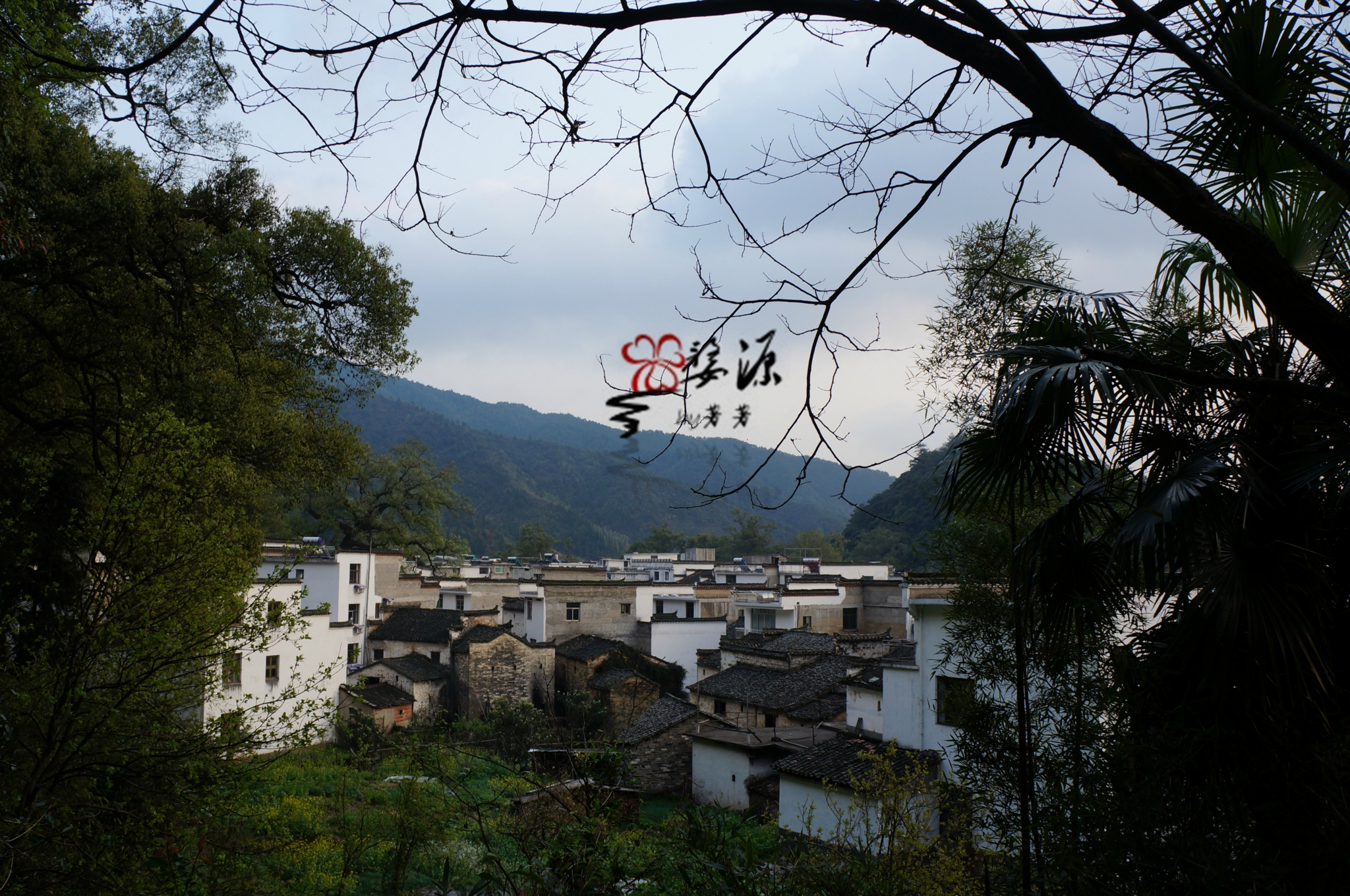 婺源人口味_婺源油菜花图片