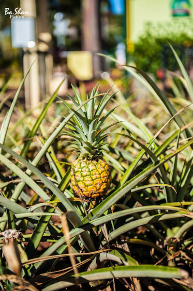 菠萝怎么种植的视频 wKgB4lJ2o3OAe5CTAAHqyiPLCEA77.jpeg?imageView2%2F2%2Fw%2F600%2Fq%2F90