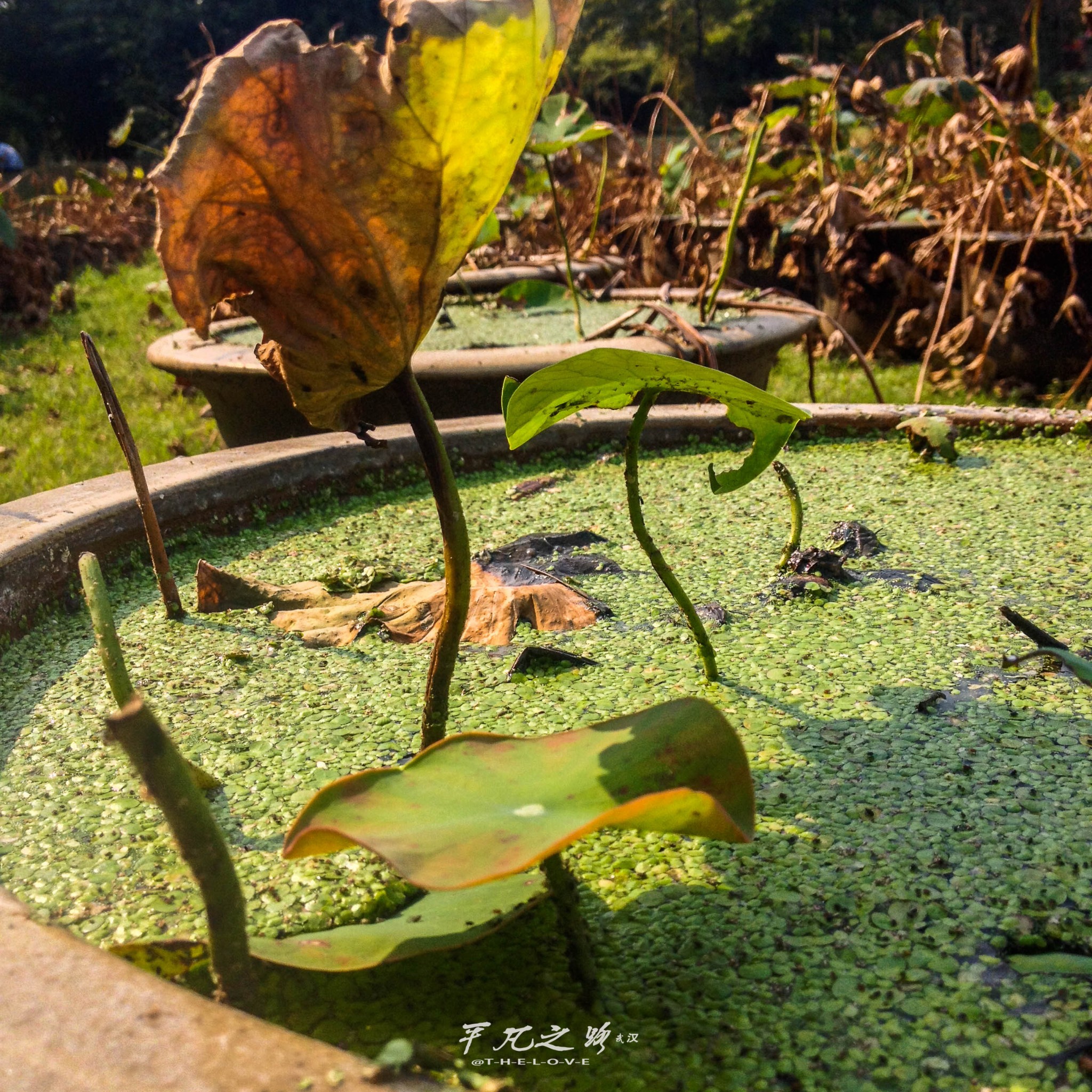 武汉人口哦i_武汉人口增长图(3)