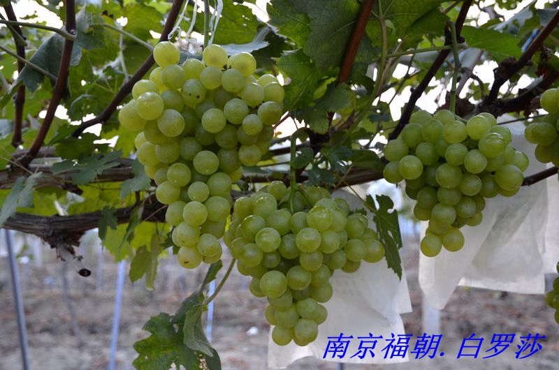 wKgBpVWcz8mAbmBqAAS-iU0lcWk27.jpeg?imageView2%2F2%2Fw%2F600%2Fh%2F600%2Fq%2F90