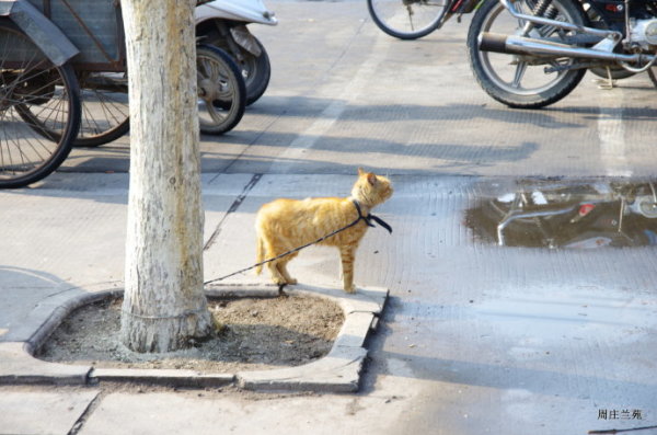 什么叫做白马非马 wKgBpVV3j5iAVb74AAFsQsKqRFo26.jpeg?imageView2%2F2%2Fw%2F600%2Fh%2F600%2Fq%2F90