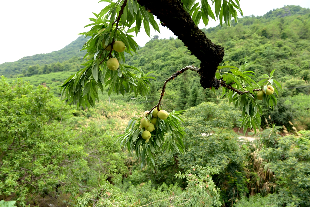 花红什么成语_海花红是什么(3)