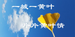 一城一黄叶,片片黄叶情 一城一黄叶,片片黄叶情