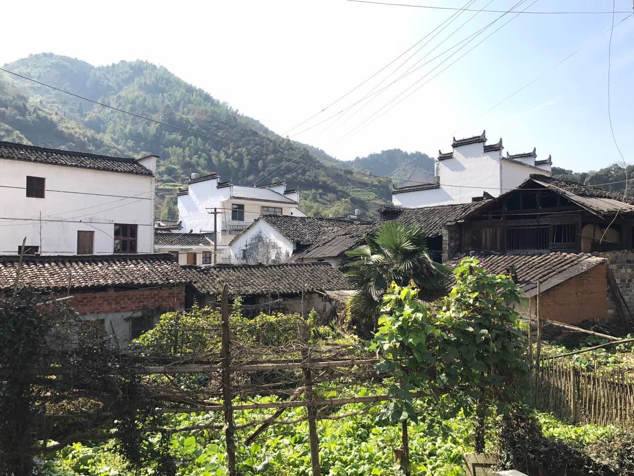 婺源周溪人口_婺源油菜花图片(2)