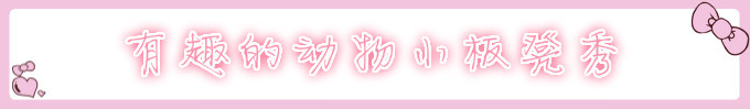 有趣的动物小板凳秀 有趣的动物小板凳秀